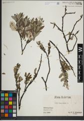 Foto von Salix lapponum L.